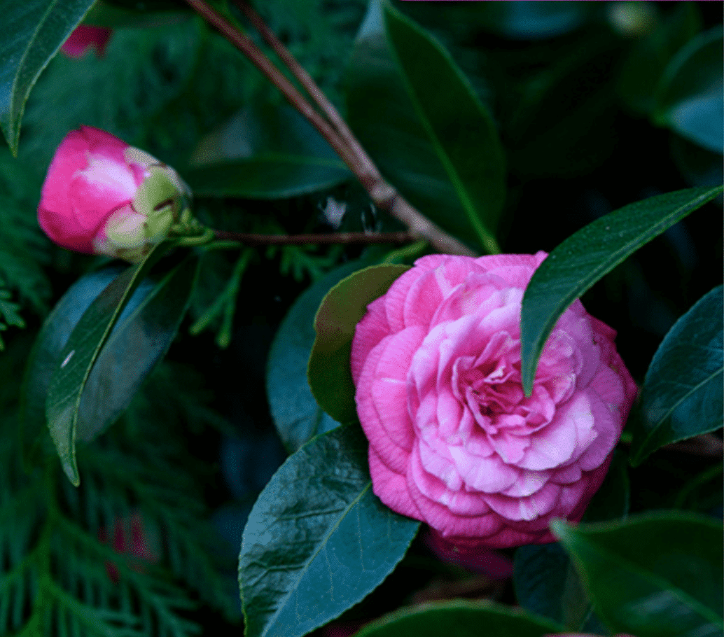 AromaEuphoria Workshop