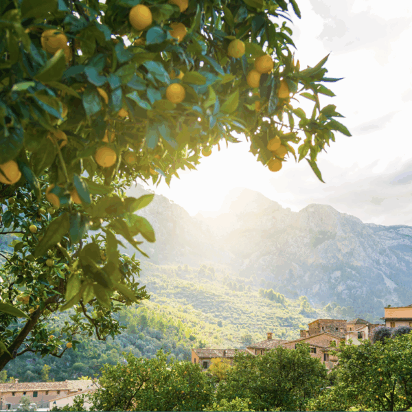 RA MA Experiences | Soller & Valley of Oranges